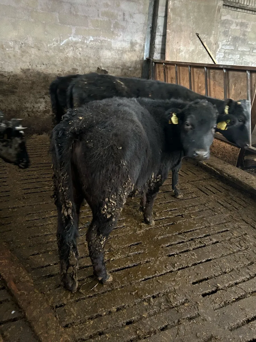 Angus heifers - Image 4