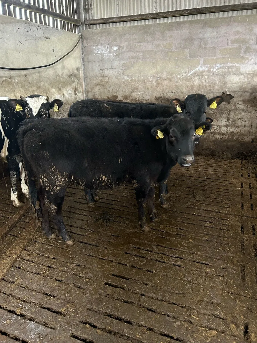 Angus heifers - Image 1