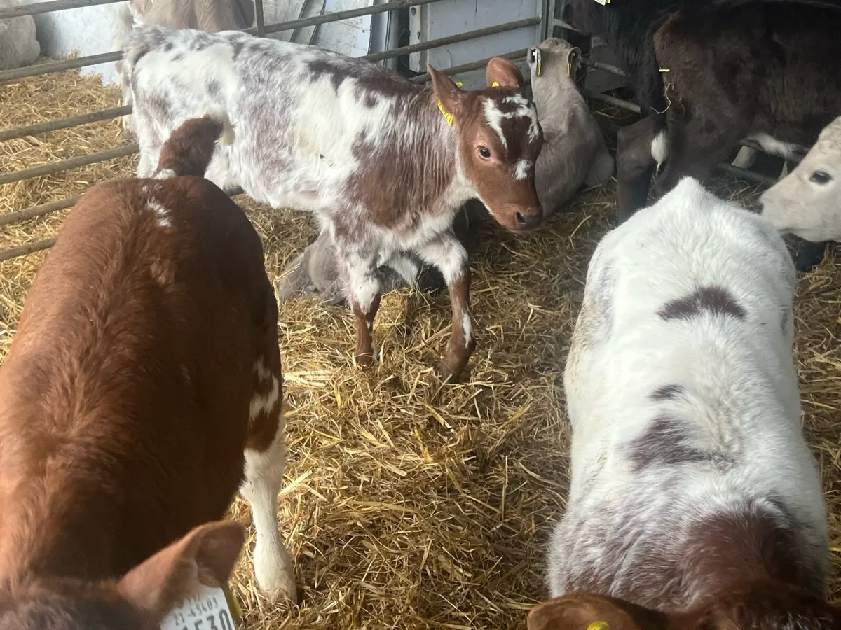 Belgian Blue and Charlaois cow makers - Image 3