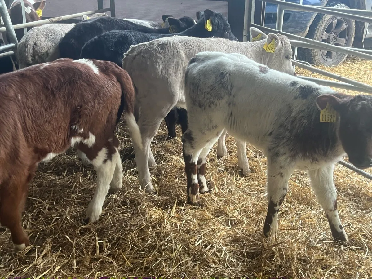Belgian Blue and Charlaois cow makers - Image 4