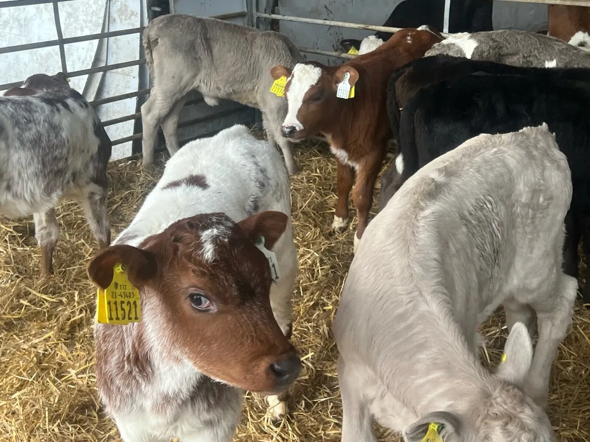 Belgian Blue and Charlaois cow makers - Image 1