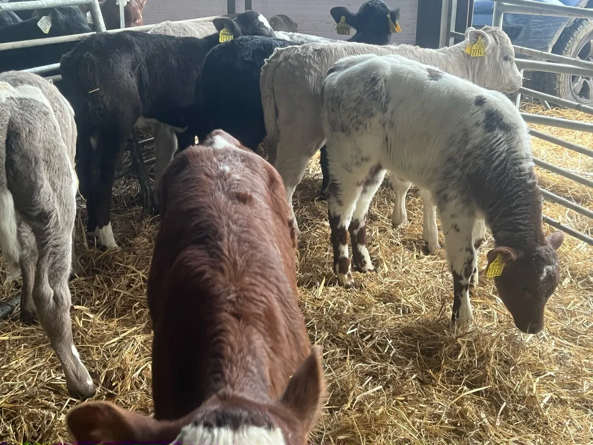 Belgian Blue and Charlaois cow makers - Image 2
