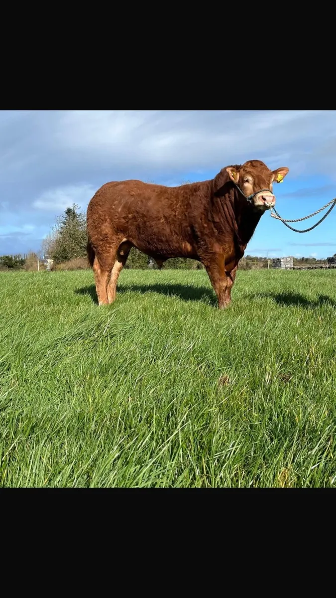 Pedigree limousin Bull - Image 2