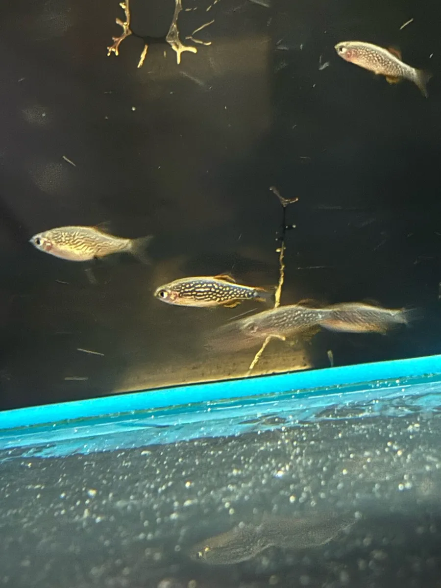 Tropical fish - Image 1