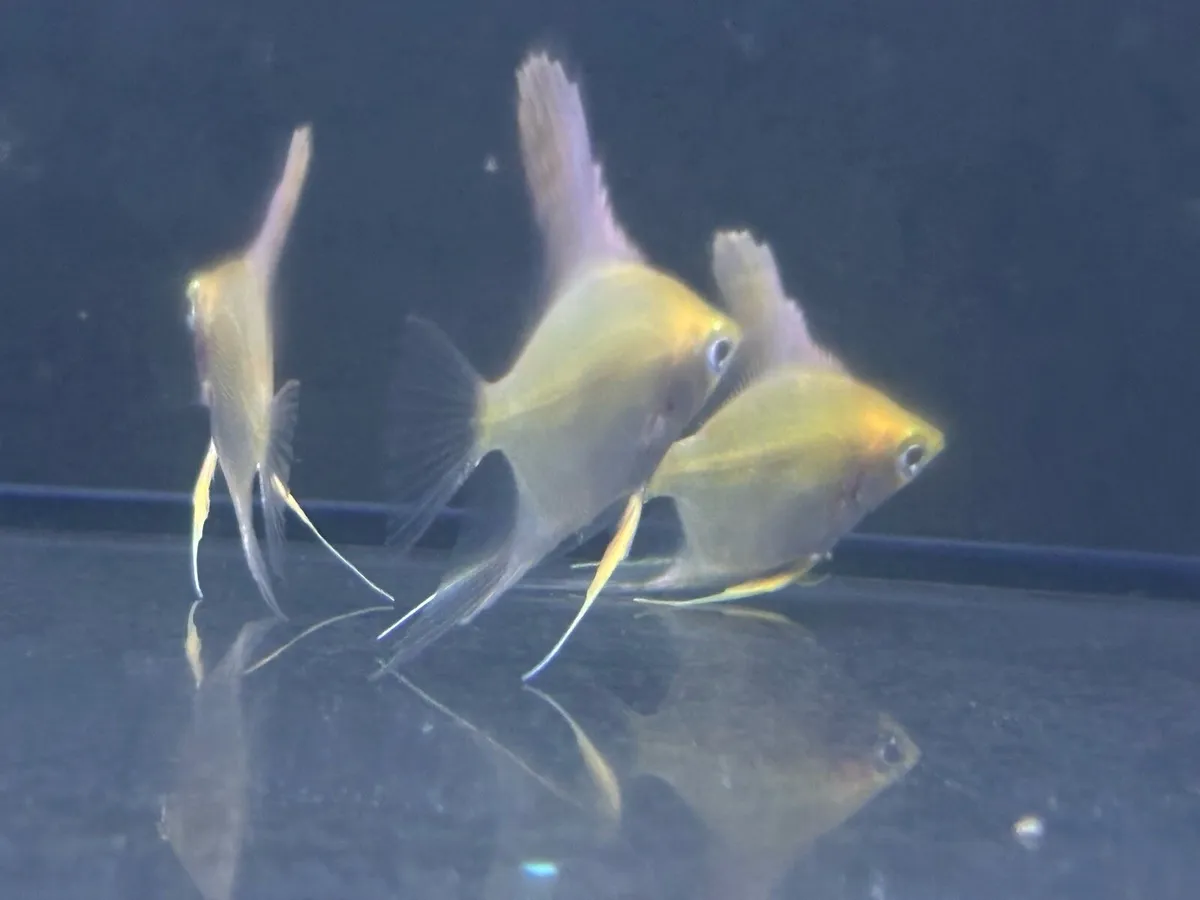 Tropical fish - Image 3