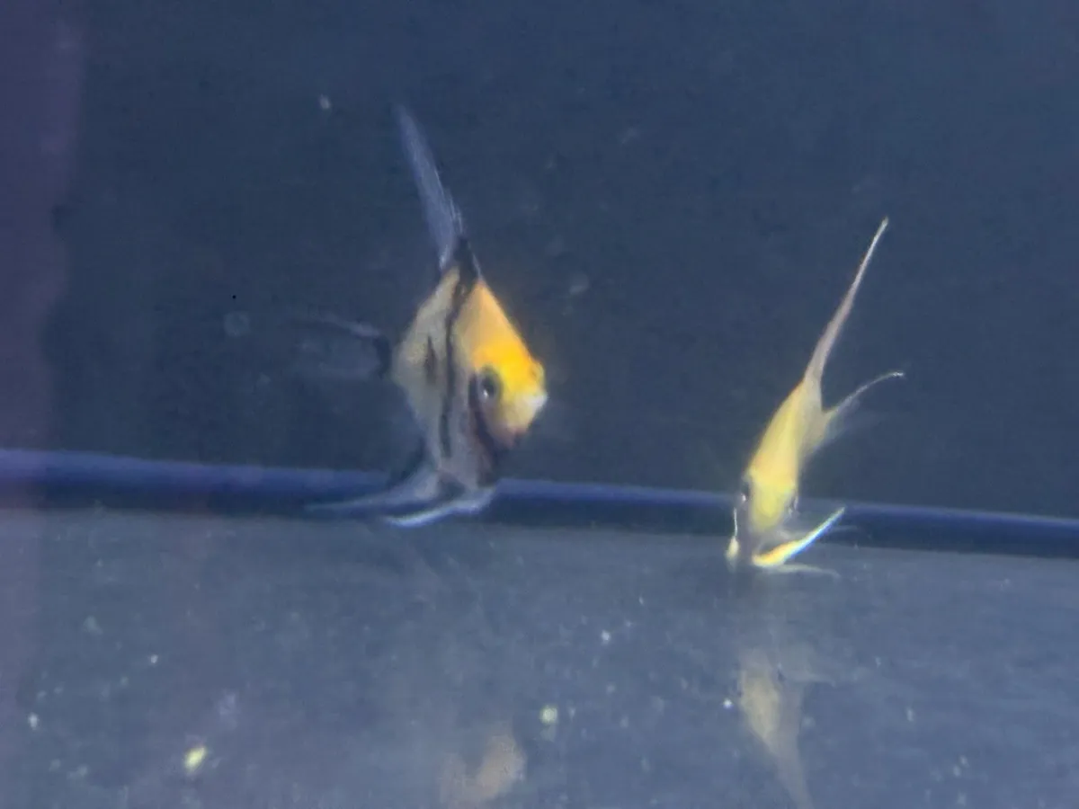 Tropical fish - Image 4