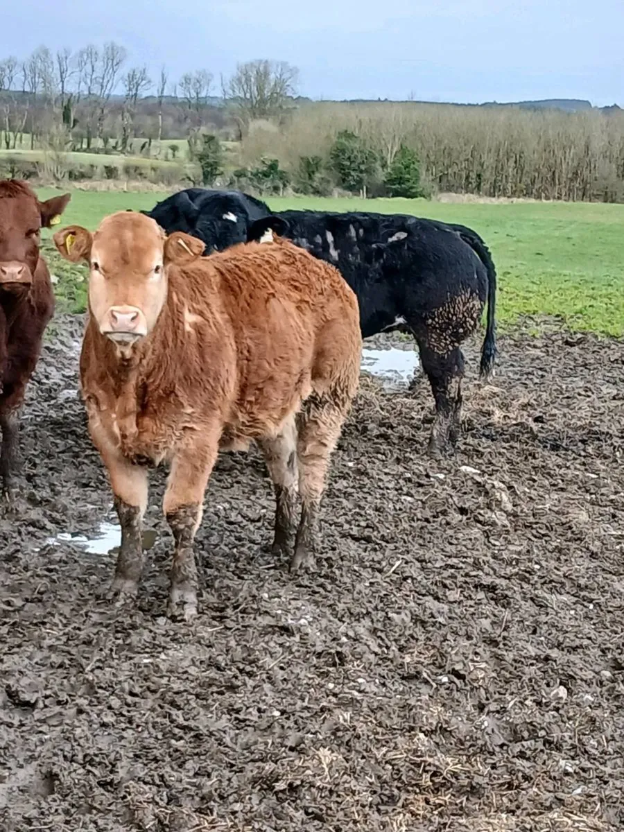 🔥🔥breeding heifer/ PB limousine weanling 🔥🔥 - Image 1