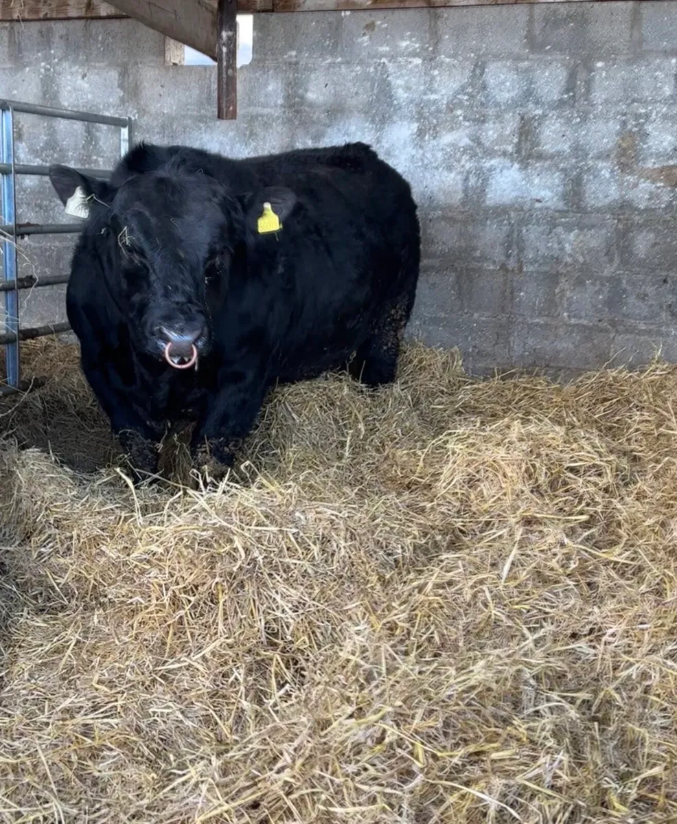 ⭐️Pedigree Angus Bull⭐️ - Image 3
