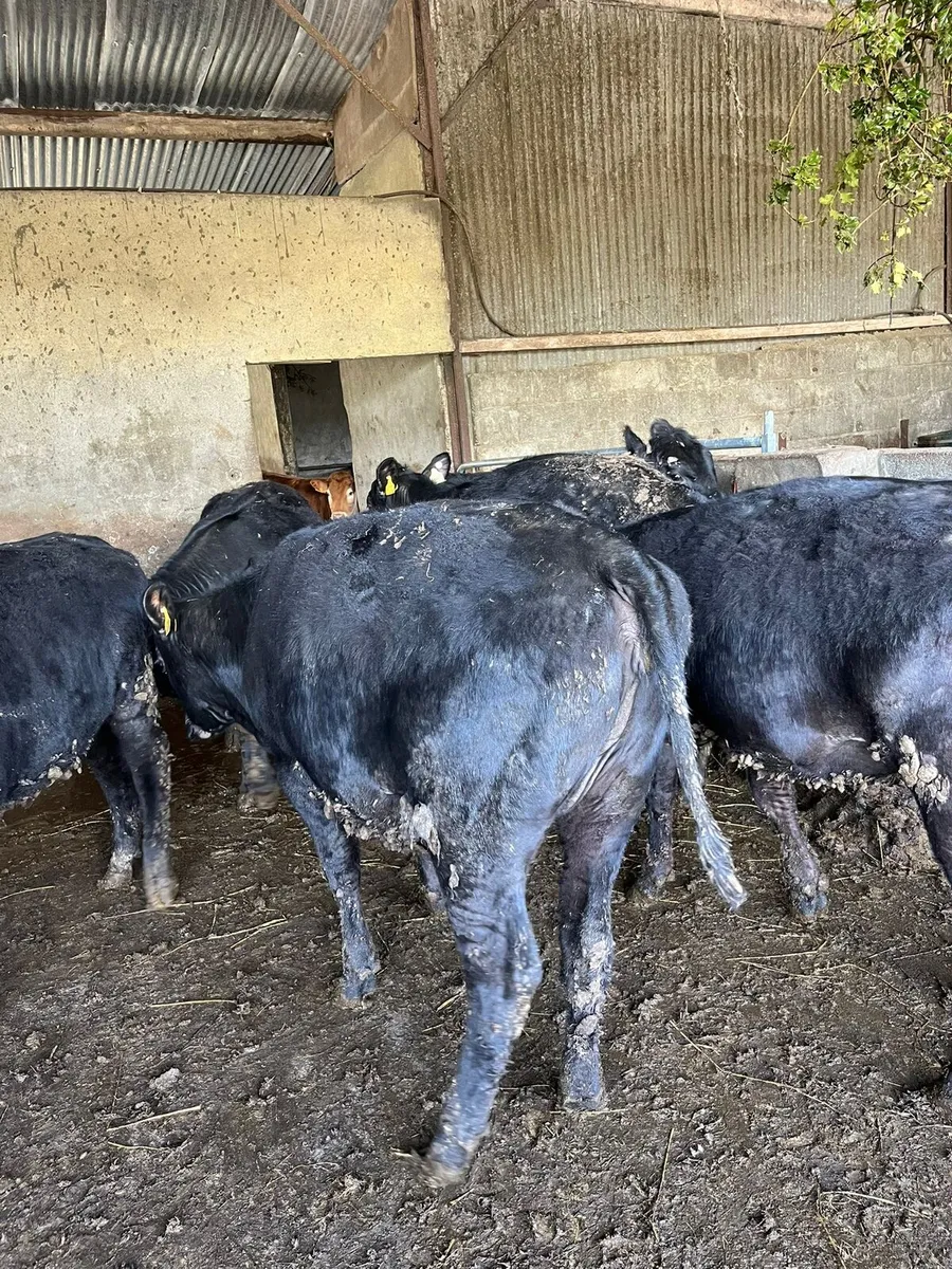 Angus heifers - Image 3