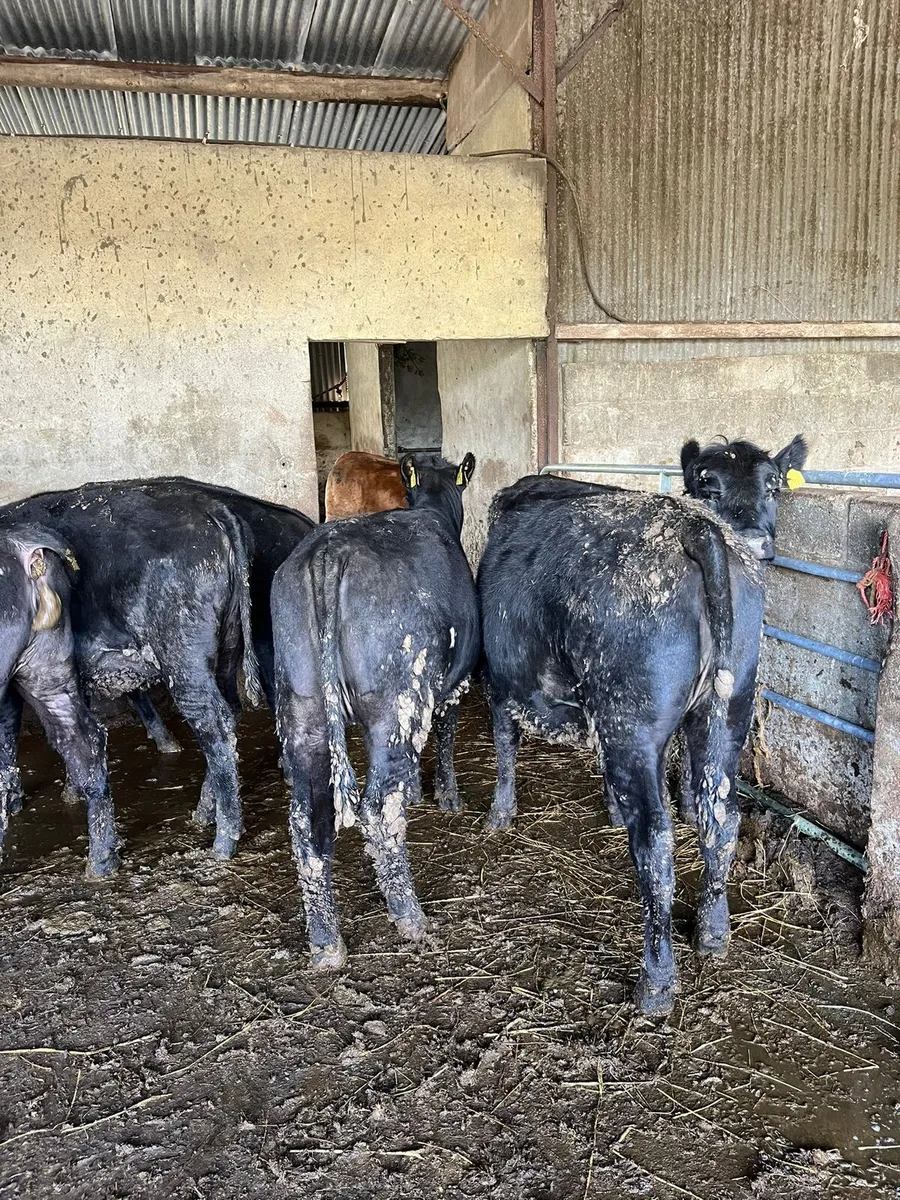 Angus heifers - Image 4