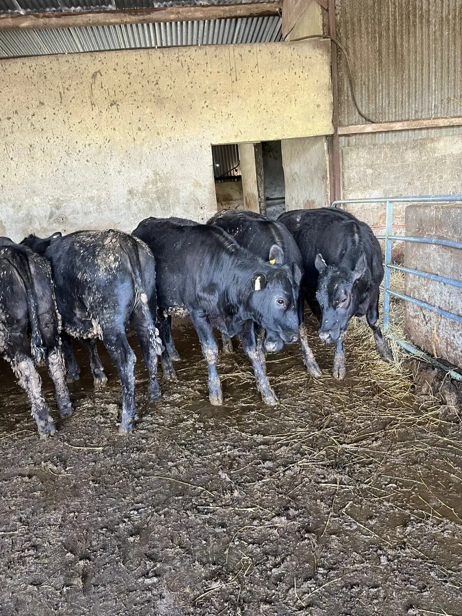 Angus heifers - Image 2