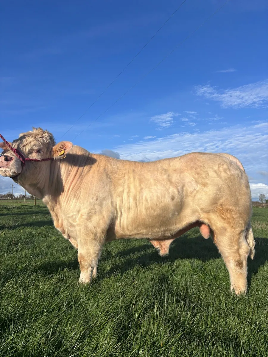 Pedigree Charolais Bull - Image 2
