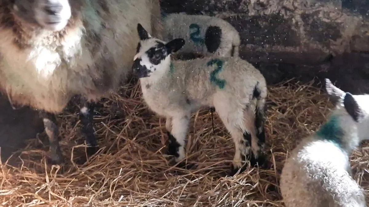 Lanark ewes lambs at foot - Image 4