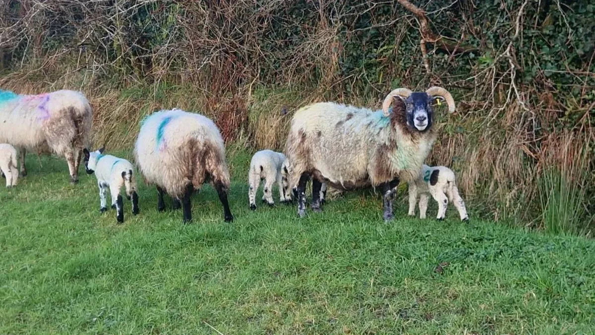 Lanark ewes lambs at foot - Image 2