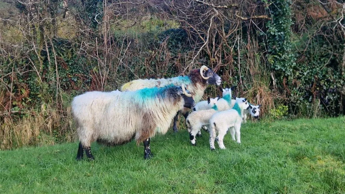 Lanark ewes lambs at foot - Image 3
