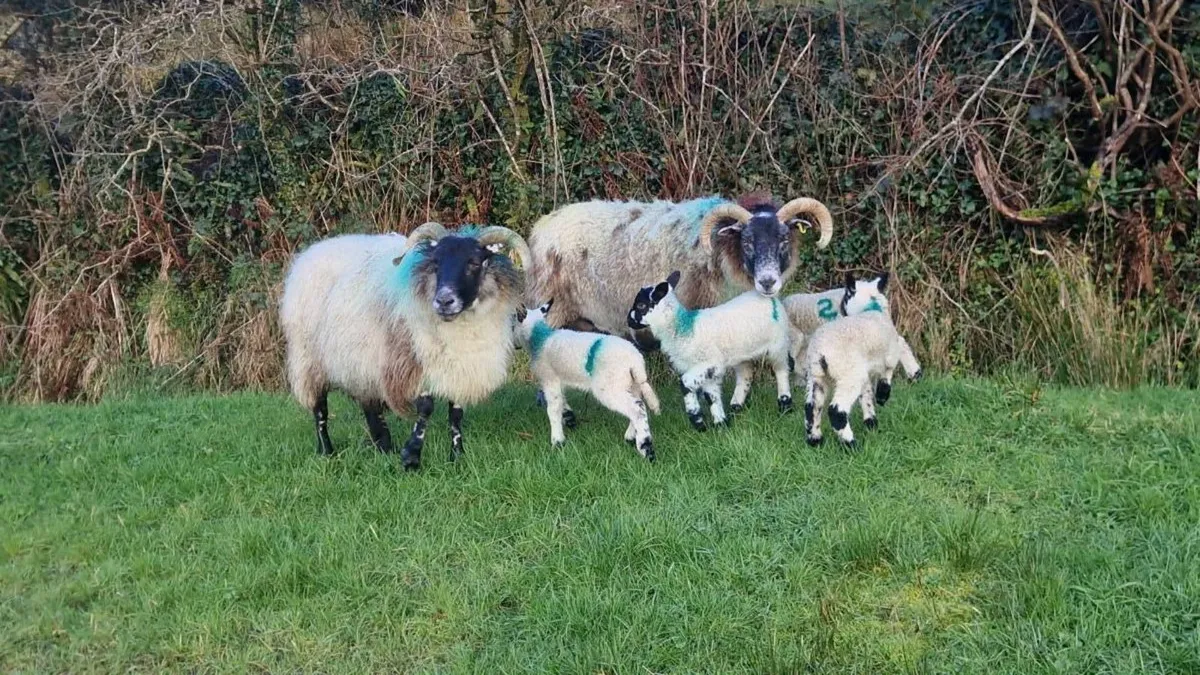 Lanark ewes lambs at foot - Image 1