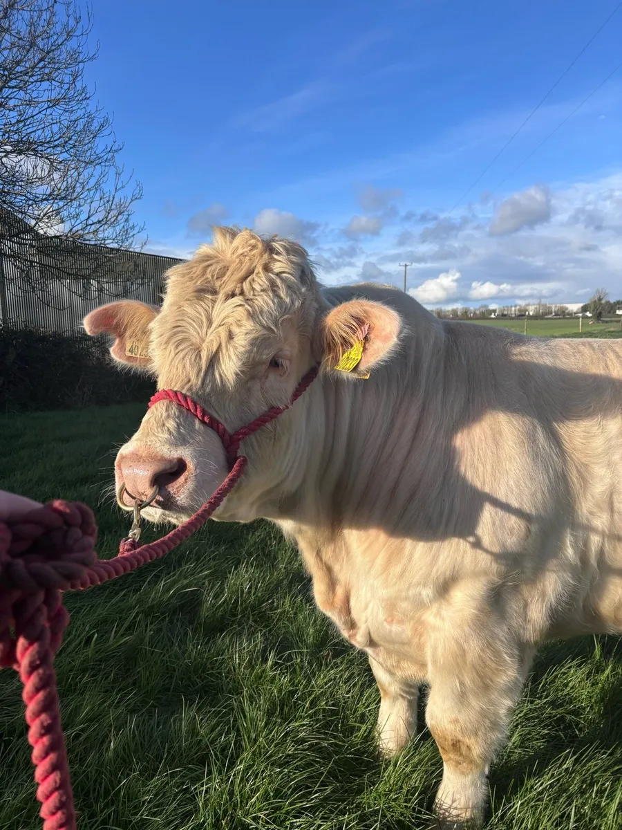 Pedigree Charolais Bull - Image 3