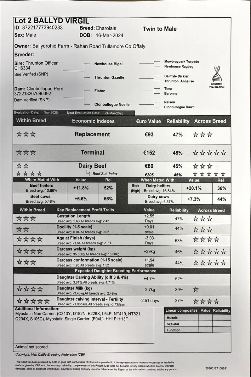 Pedigree Charolais Bull - Image 4