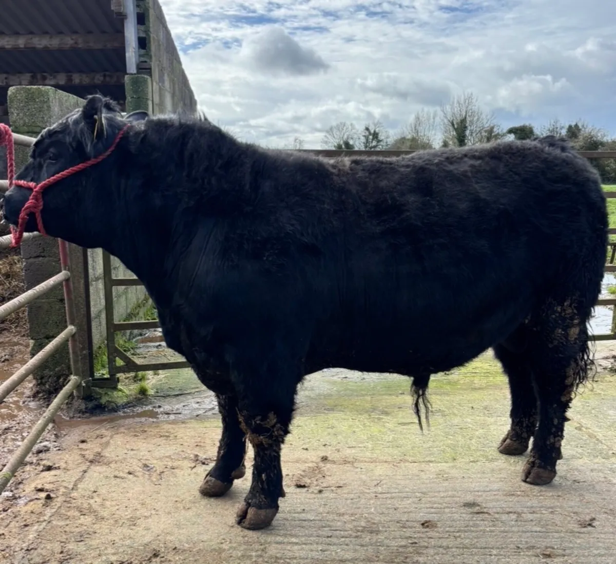 ⭐️Pedigree Angus Bull⭐️ - Image 4