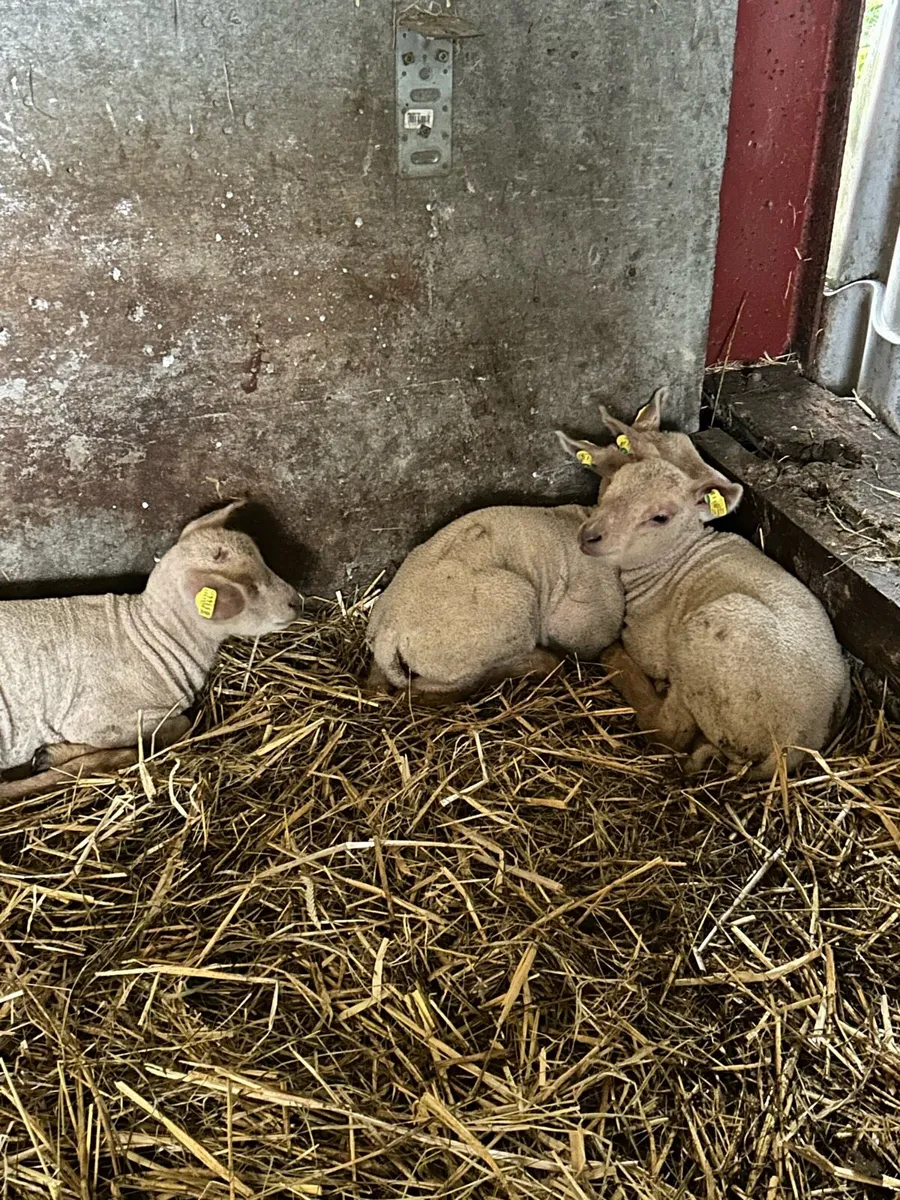 Pet lambs - Image 2