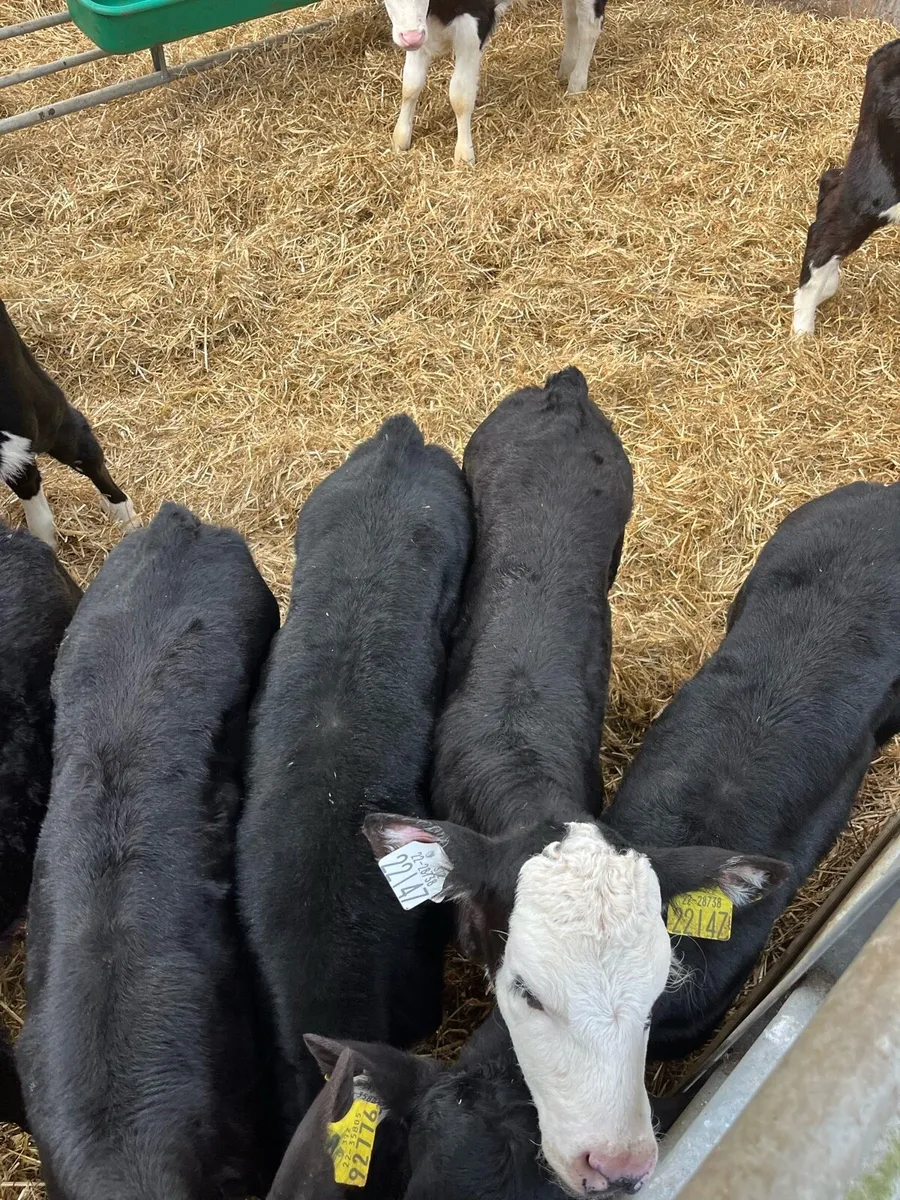 Bull calves - Image 2