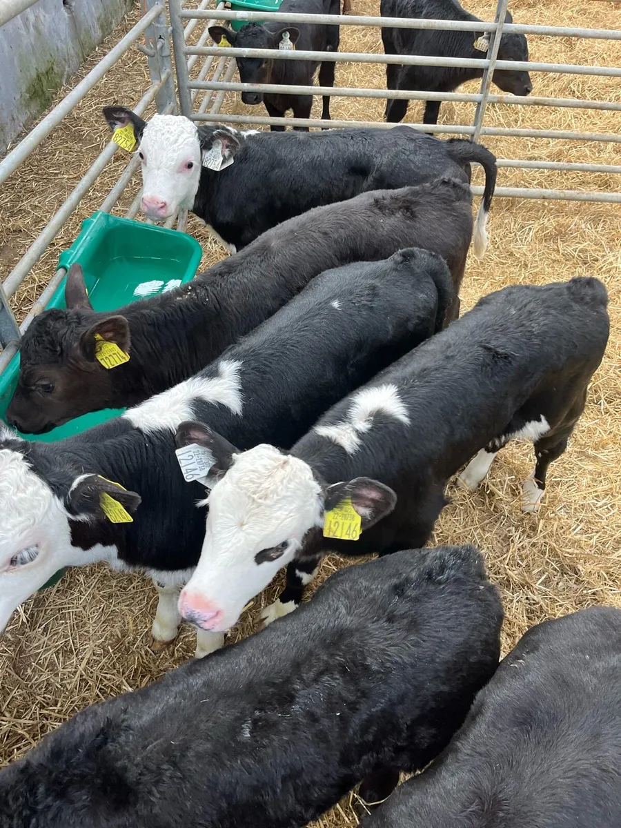 Bull calves - Image 1