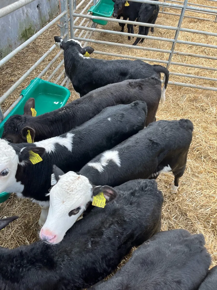 Bull calves - Image 4