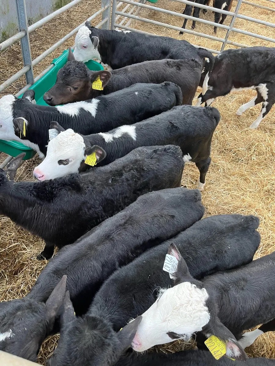 Bull calves - Image 3