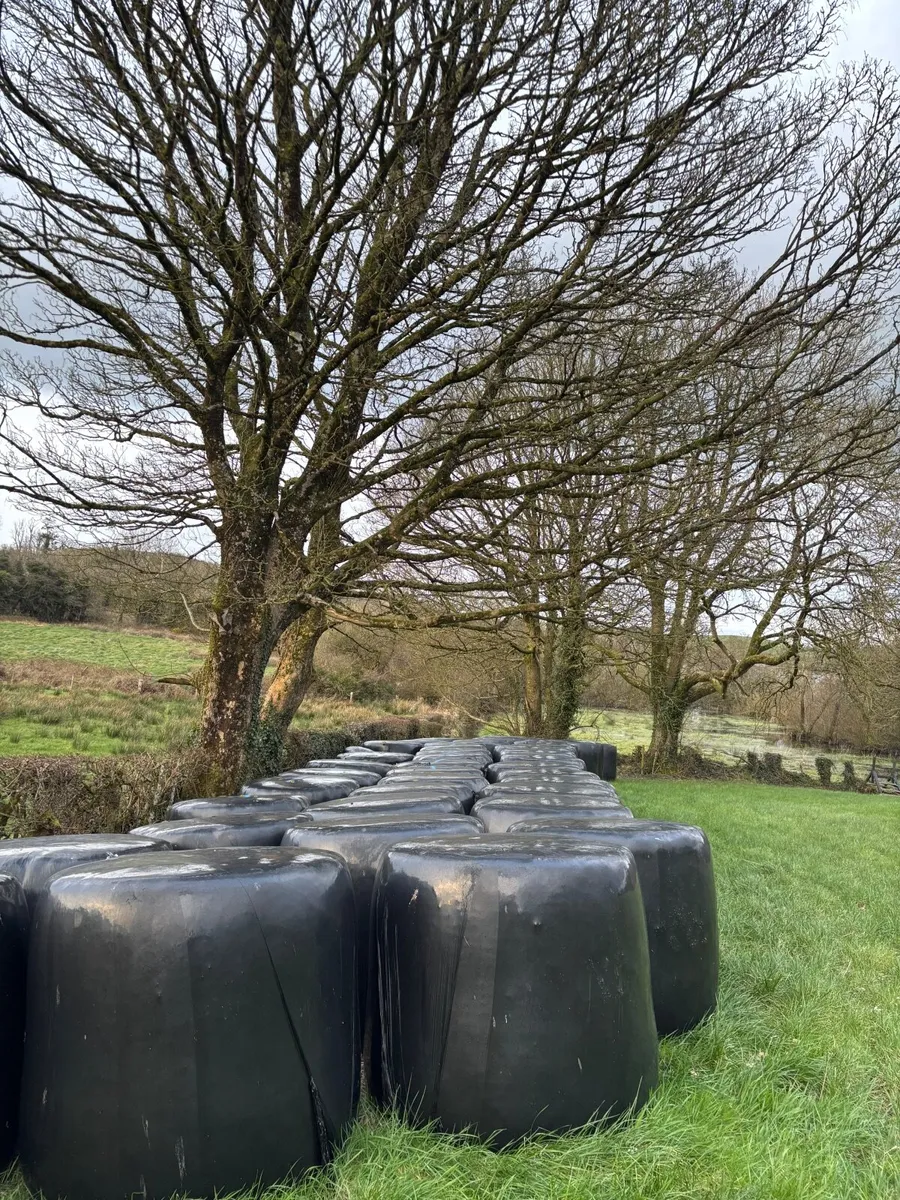 Silage Bales - Image 1