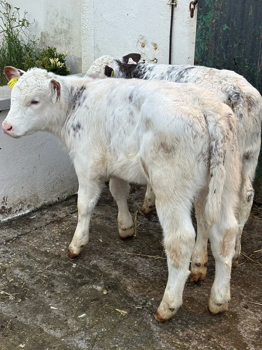 ❌❌SUCKLER BRED ROAN’S ❌❌ - Image 1