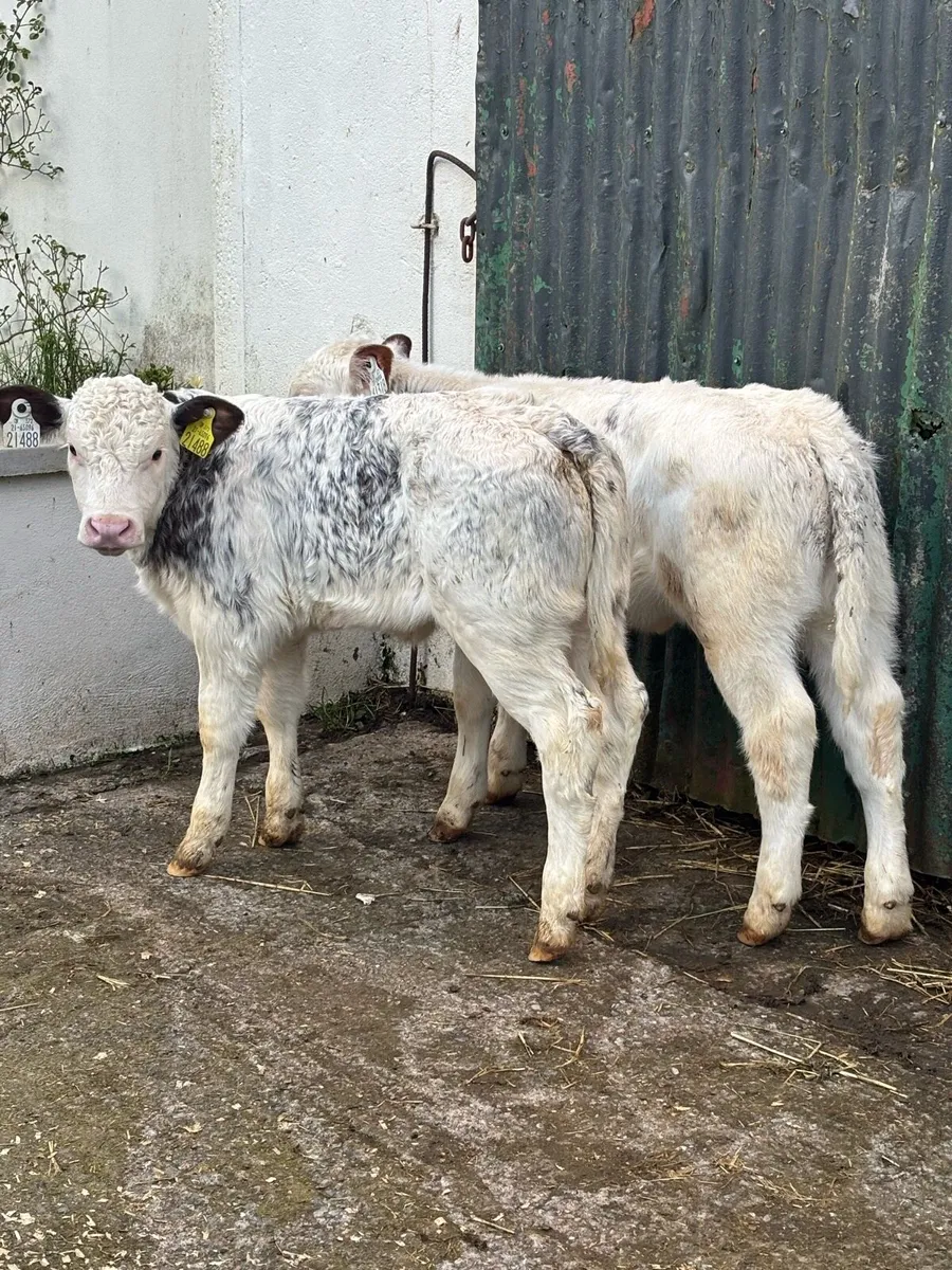 ❌❌SUCKLER BRED ROAN’S ❌❌ - Image 2