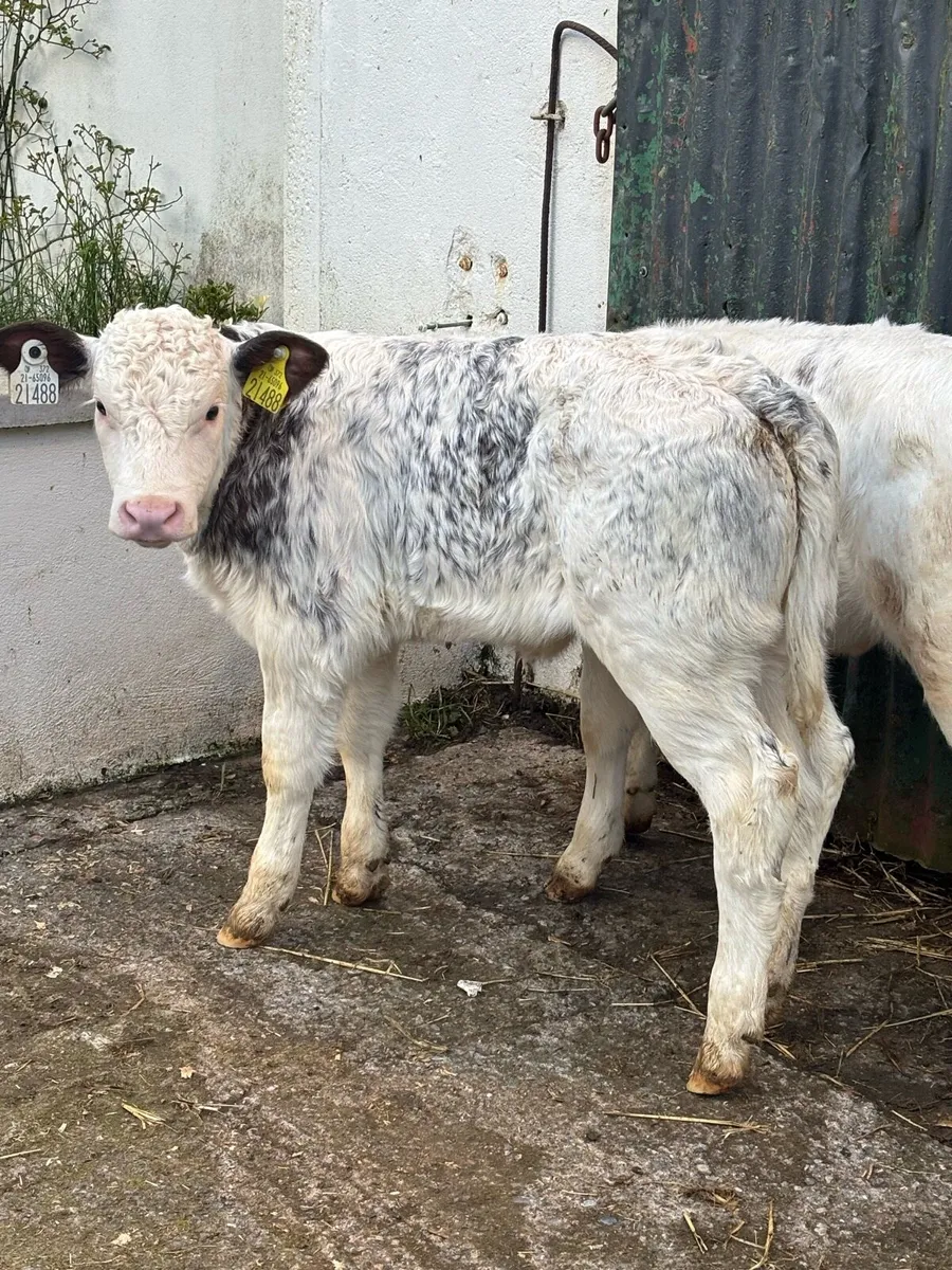 ❌❌SUCKLER BRED ROAN’S ❌❌ - Image 3