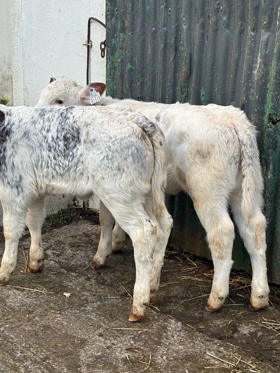 ❌❌SUCKLER BRED ROAN’S ❌❌ - Image 4