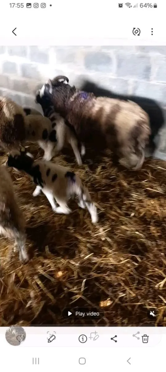 Ewes and lambs - Image 1