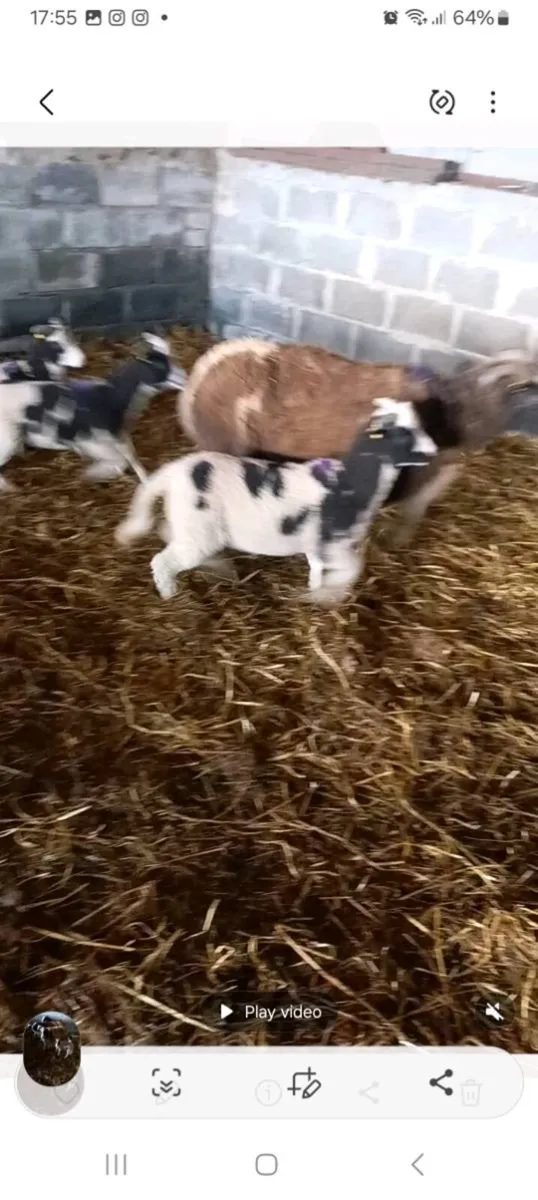 Ewes and lambs - Image 3