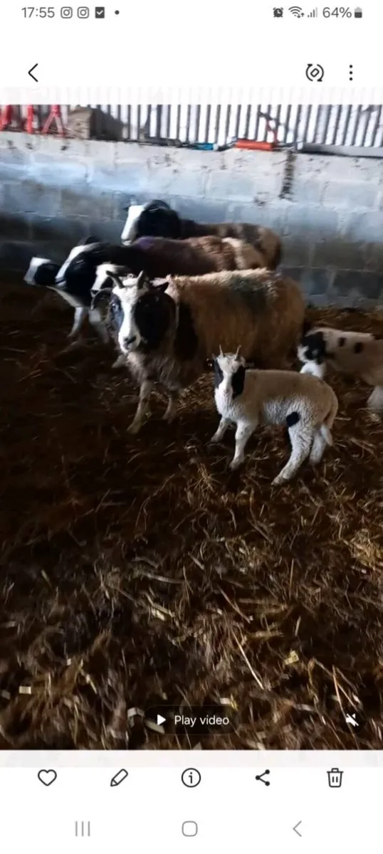 Ewes and lambs - Image 4