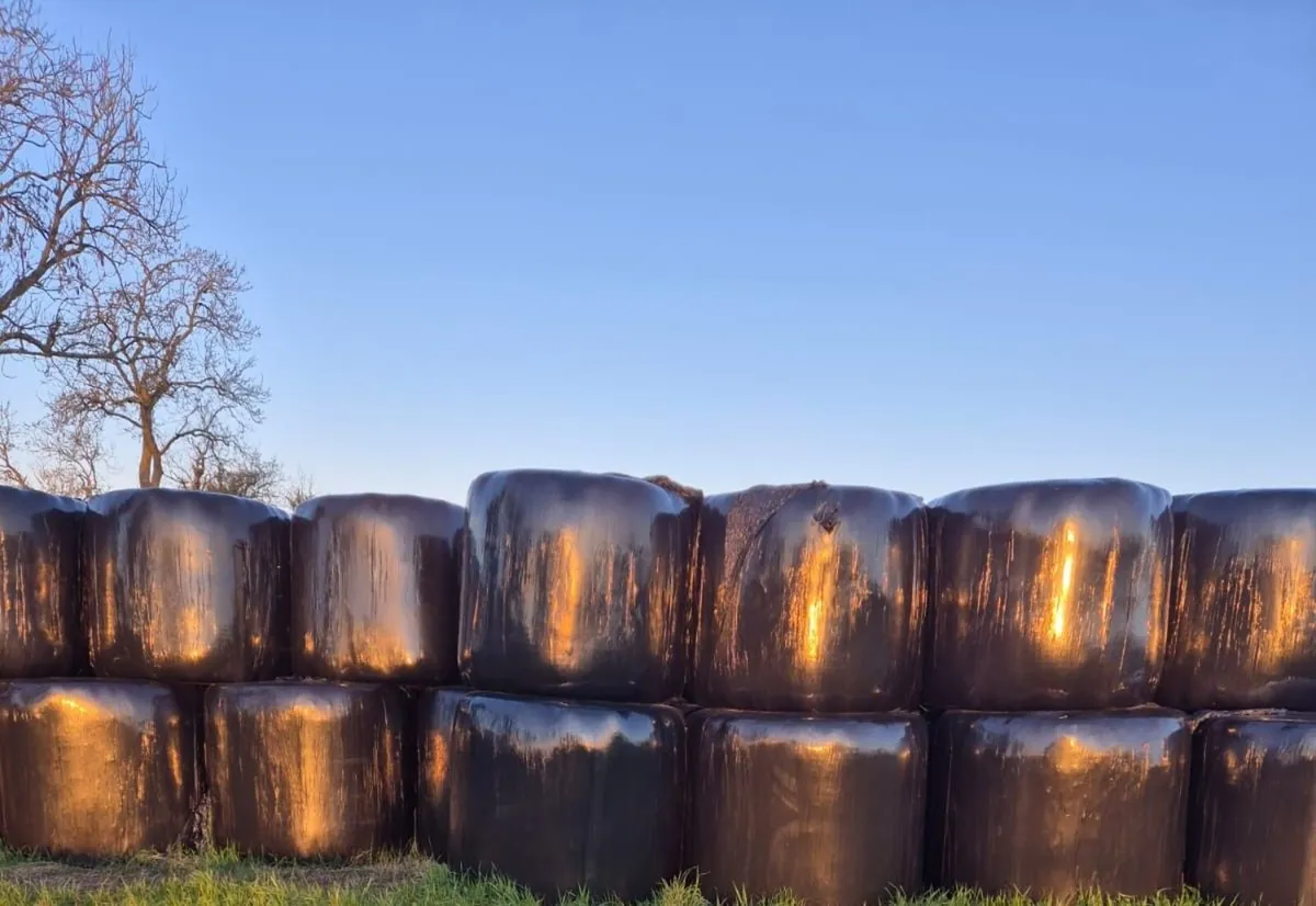 Silage Bales  for Sale - Image 1