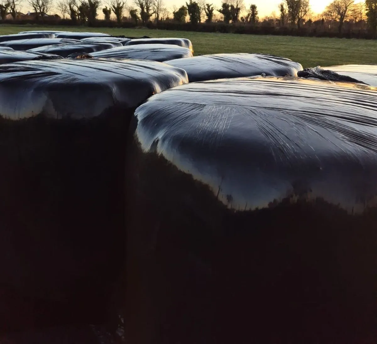 Silage Bales  for Sale - Image 2