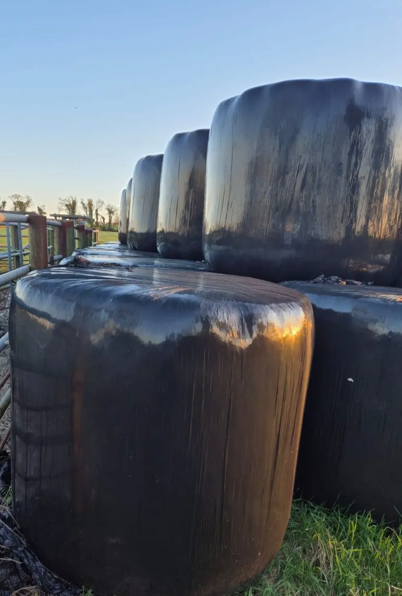 Silage Bales  for Sale - Image 3