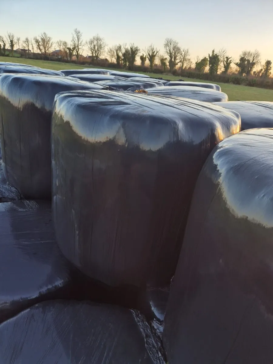 Silage Bales  for Sale - Image 4