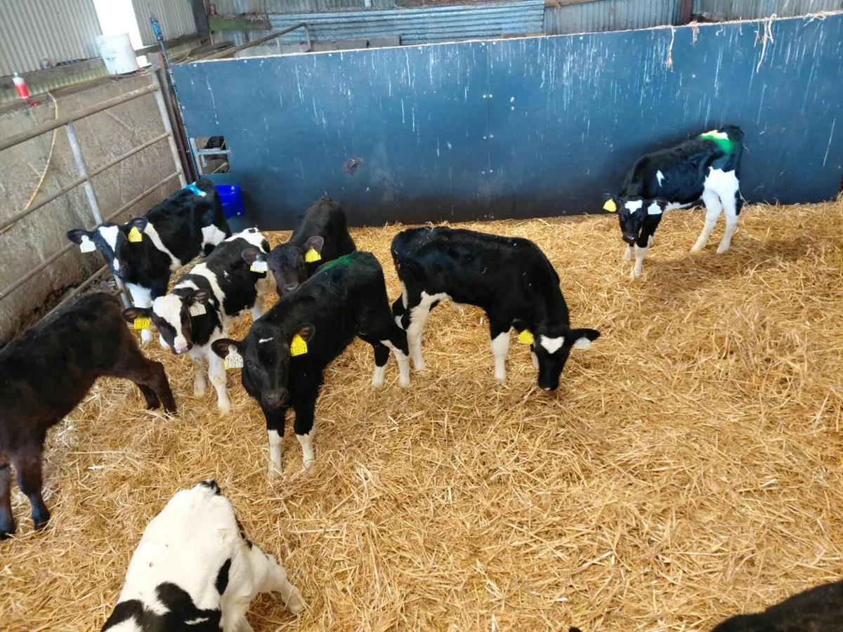 Fr heifer calves - Image 1