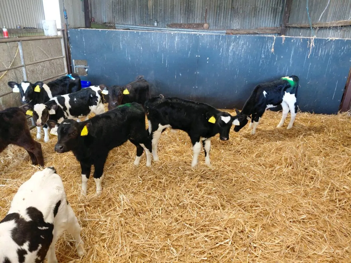 Fr heifer calves - Image 2