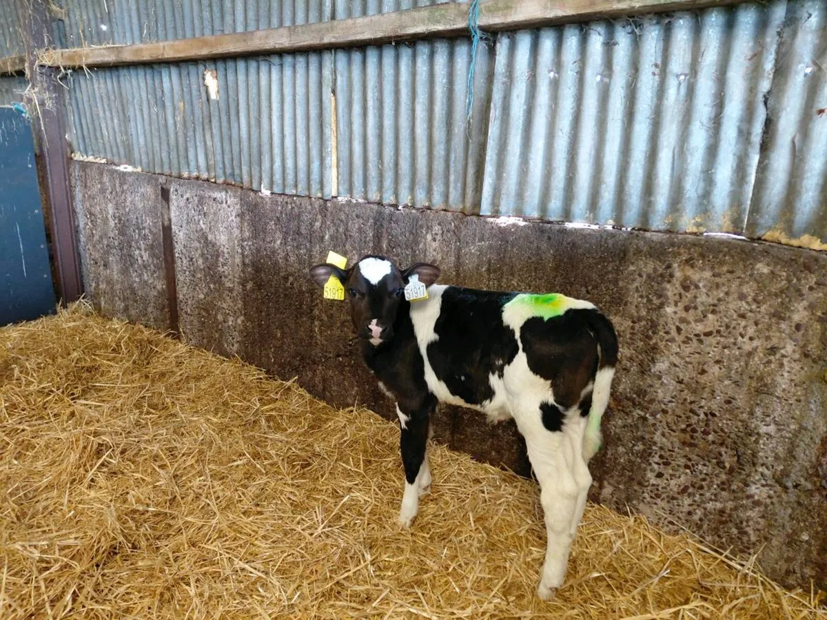 Fr heifer calves - Image 3