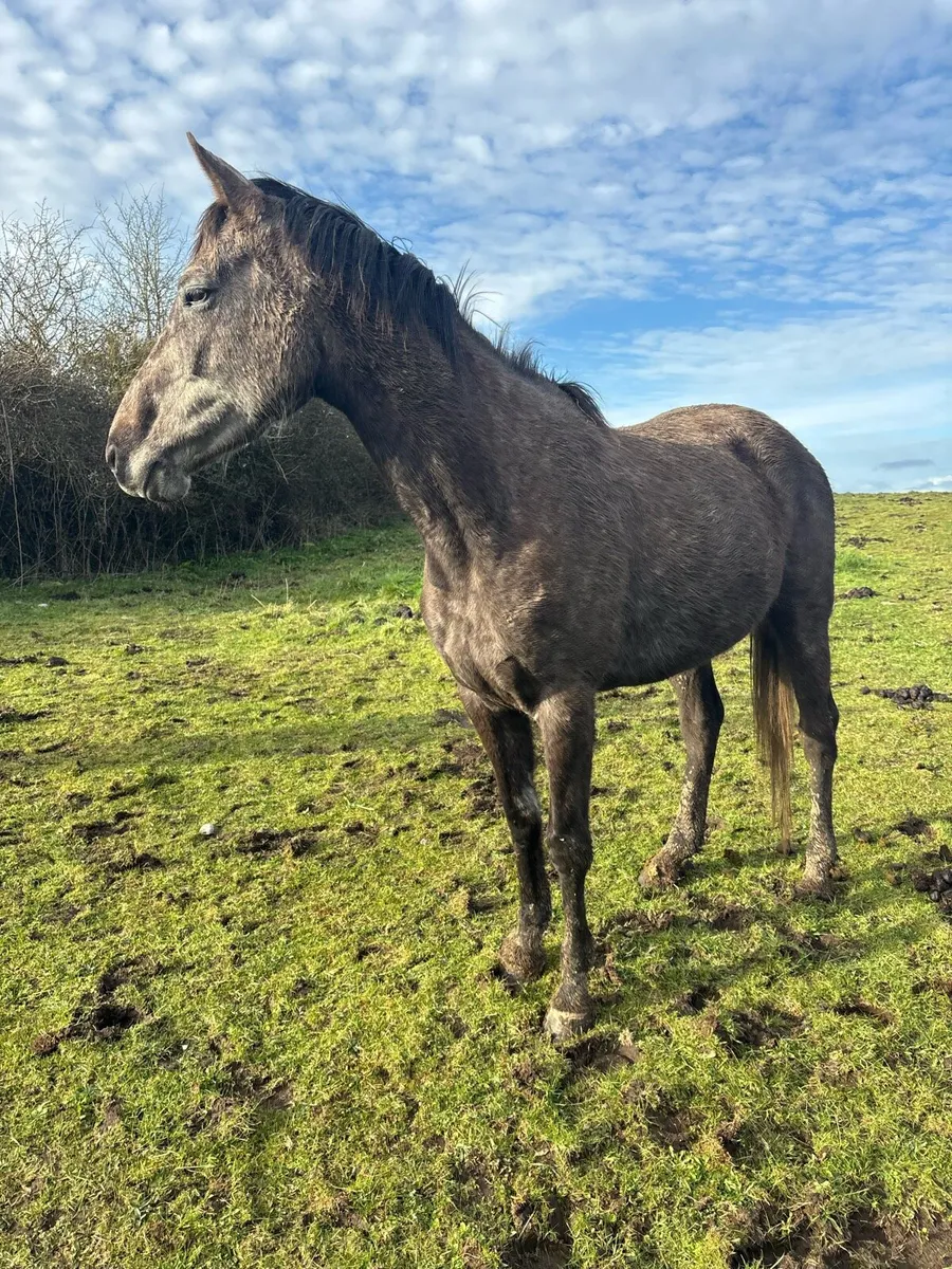 Kingston Hill Mare - Image 1