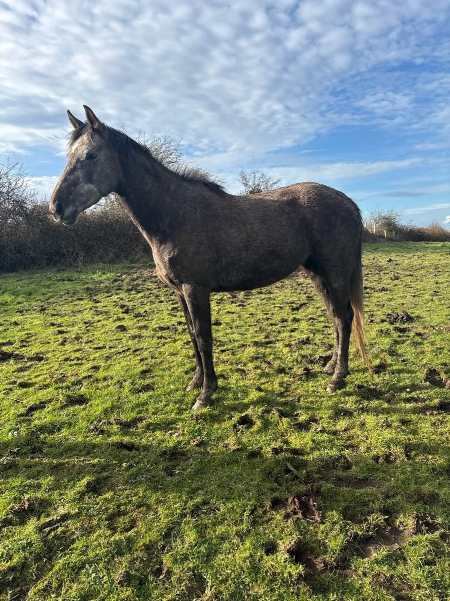 Kingston Hill Mare - Image 2