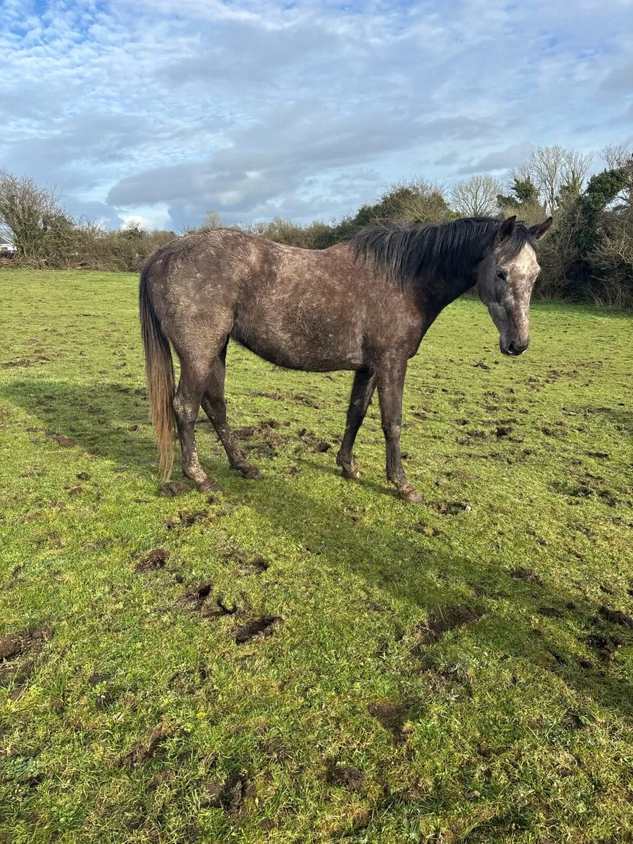 Kingston Hill Mare - Image 3