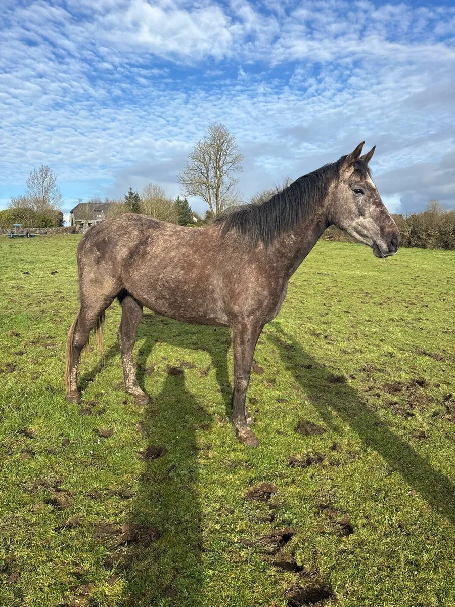 Kingston Hill Mare - Image 4