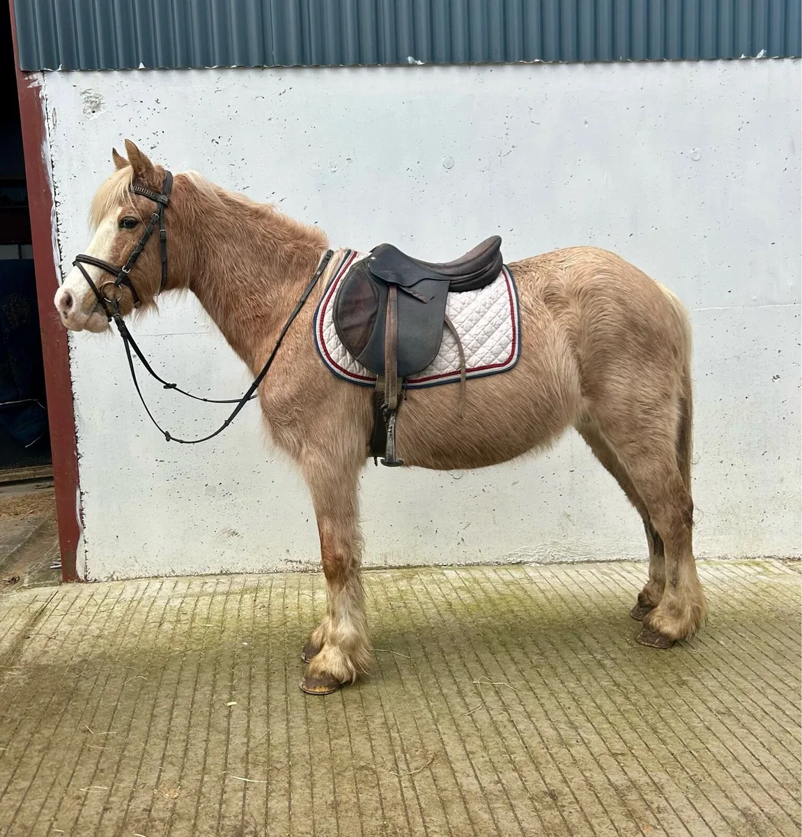 Begginers pony - Image 2