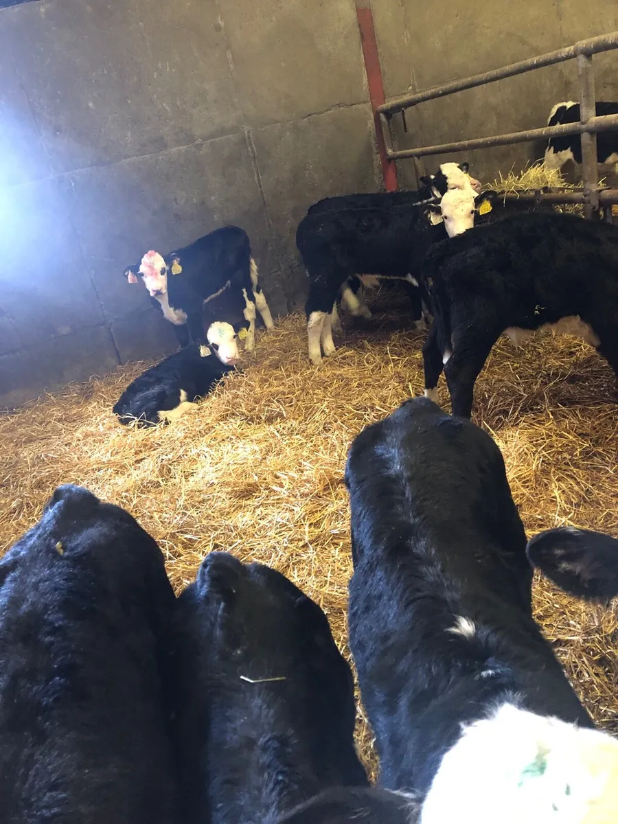 Hereford  calves