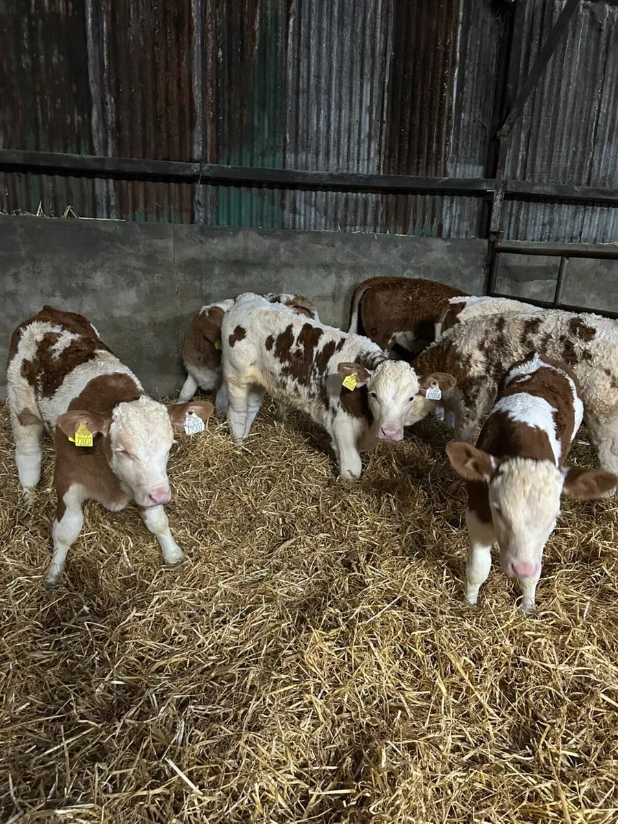 Simmental Calves @ Gortatlea Mart (16th) - Image 1